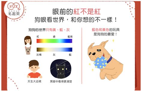 狗的顏色|狗狗真的是色盲吗？原来这才是狗眼中的世界